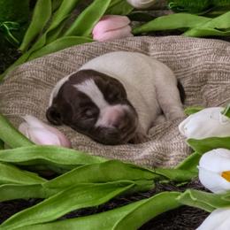 Lavender girl - Liver and white female German Shorthaired Pointer puppy in Kenai, Alaska from LakeHaus Kennels