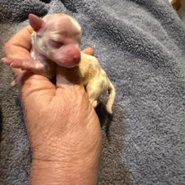 Luna - Cream female Chihuahua puppy in Seneca, Missouri from Stephanie’s Puppy Colony