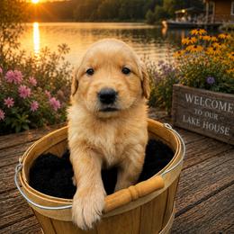 Boy 3 - Dark golden male Golden Retriever puppy in Angier, North Carolina from Howard's Retrievers