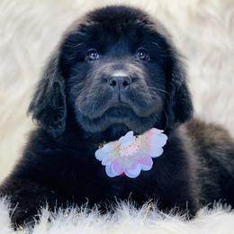 Newfoundland Puppies from Dyer Lake Newfoundland’s