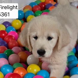 Willow Girl 1 - Light golden female Golden Retriever puppy in Niles, Michigan from Composer Goldens