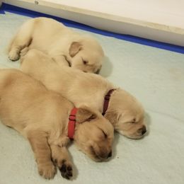 French Bulldog, Goldendoodle, and Golden Retriever Puppies from Crystal Coast Kennels, LLC