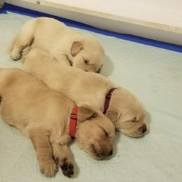 French Bulldog, Goldendoodle, and Golden Retriever Puppies from Crystal Coast Kennels, LLC