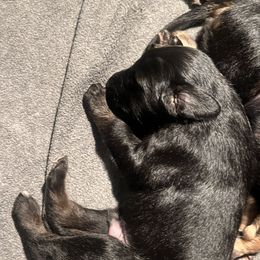 Afghan Hound Puppies from Kelli Kujawa