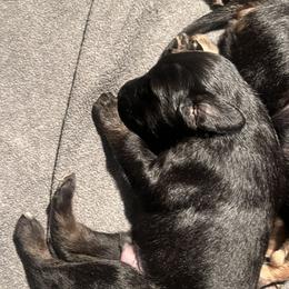 Afghan Hound Puppies from Kelli Kujawa
