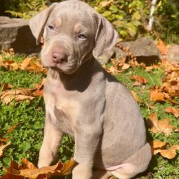 Cherokee - Yellow female Catahoula Leopard Dog puppy in Washington from Coweeman Catahoulas