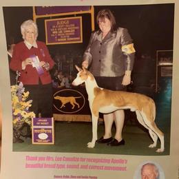 Chinese Cresteds, Ibizan Hounds, and Russian Toys from Frozen Star Kennels