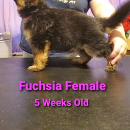 German Shepherd Puppies from It Must Be Kismet Kennels (IMBKK)