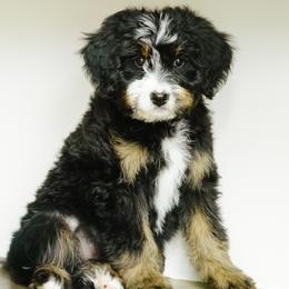 Venetian - female Australian Mountain Doodle puppy in Spanish Fork, Utah from K Brand Doodles