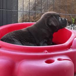 Labrador Retriever Puppies from Rustic Ridge Labradors