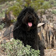 Bouvier des Flandres from Abrielle Bouviers