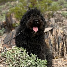 Bouvier des Flandres from Abrielle Bouviers