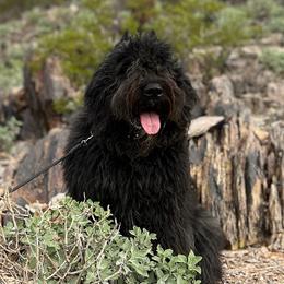 Bouvier des Flandres from Abrielle Bouviers