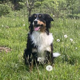 Ruby - English Shepherd