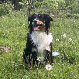 Ruby - English Shepherd