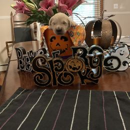 Golden Retriever Puppies from Tupelo Honey Farm's Golden Retrievers