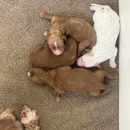 Boy 1 - Red  male Goldendoodle puppy in Schulenbrug, Texas from Wright Doodles & Poodles