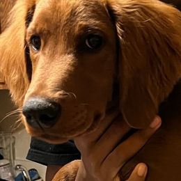 Goldendoodle Puppies from Westmorelandislandpups