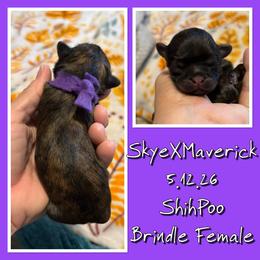 Shihpoo female - Brindle female Shih Tzu puppy in Ethel, Mississippi from The Dog House