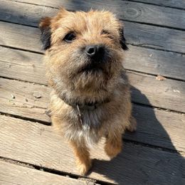 Tali - Border Terrier