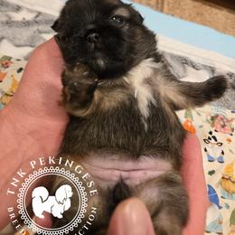 Lynne Lu - Black female Pekingese puppy in Berwick, Pennsylvania from TnK Pekingese