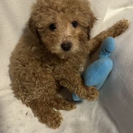 Timmy - Apricot male Poodle puppy in Eden, Maryland from Canines  Unlimited
