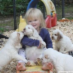 Clumber Spaniel and Irish Red and White Setter Puppies from NyaStar & Chequamegon