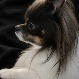 Remy - Chihuahua