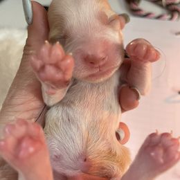Brittany Puppies from Rabeau’s Genuine Brittany‘s