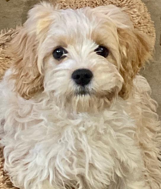 Chloe