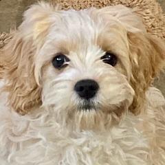 Chloe - Cavachon