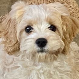 Chloe - Cavachon