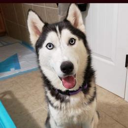 Lexie - Siberian Husky