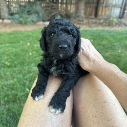 Labradoodle Puppies from Jazzy's Doodles