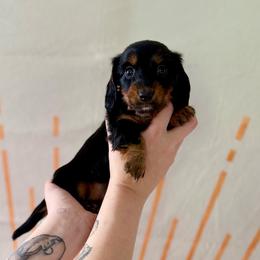 Siena - Black and tan female Dachshund puppy in Westport, Kentucky from Lonestar Creek Farm