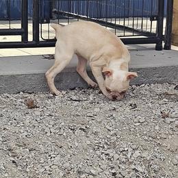 Teal Collar Girl - Seal and white female Boston Terrier puppy in Long Lane, Missouri from Tellier's AKC Boston Terriers Missouri
