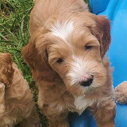 Snickers - Labradoodle puppy in Statesville, North Carolina from Labradoodles of the Foothills