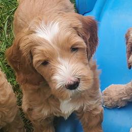 Snickers - Labradoodle puppy in Statesville, North Carolina from Labradoodles of the Foothills