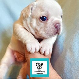 French Bulldog Puppies from The French Bulldog Company LLC