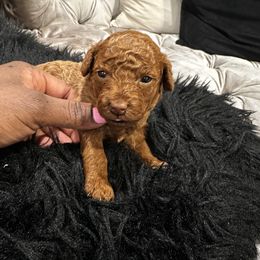Poodle Puppies from CashEuro Poodles
