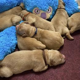 Golden Retriever Puppies from Sandy Golden Retrievers