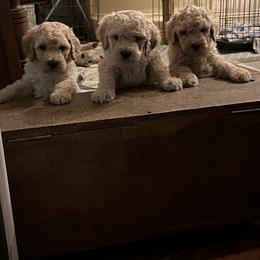 Poodles from Martin Farm