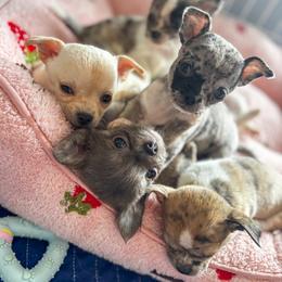 Chihuahua Puppies from Cloud9 Chihuahuas