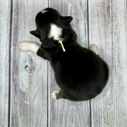 Yellow Collar Girl Noel - Black and tan female Pembroke Welsh Corgi puppy in Paris, Kentucky from Flat Run Corgis