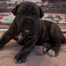 Pink Collar - Black brindle female Cane Corso puppy in Charlotte County, Florida from Nysa Cane Corso