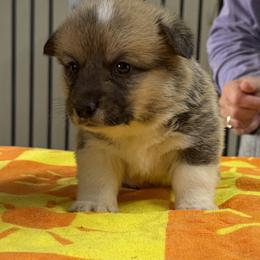 Boy 3 - Red male Pembroke Welsh Corgi puppy in Moulton, Alabama from Reed's Pembroke Corgi Welsh