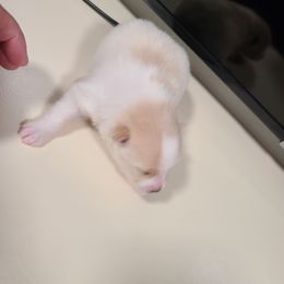 Pomeranian Puppies from Merri's Pom's