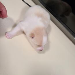 Pomeranian Puppies from Merri's Pom's