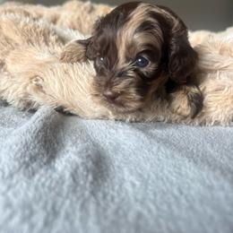 Jade - Merle female Cockapoo puppy in 77304, Texas from Little Valley Puppies