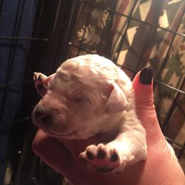 Olde English Bulldogge and Poodle Puppies from Valors Clutch Bulldogges